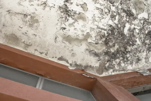 Mold-Damage-Repair--in-Baton-Rouge-Louisiana-mold-damage-repair-baton-rouge-louisiana.jpg-image