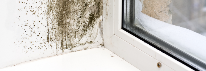 Mold-Remediation--in-Charlotte-North-Carolina-mold-remediation-charlotte-north-carolina.jpg-image